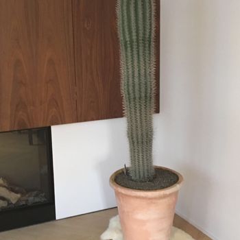 CACTUSSEN