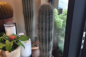 CACTUSSEN