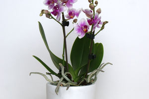 ORCHIDEEËN