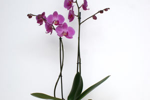 ORCHIDEEËN