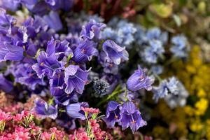 Zijden bloemen