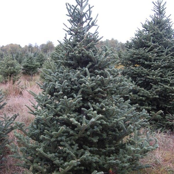 Abies Fraseri