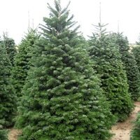 Abies Normanniana