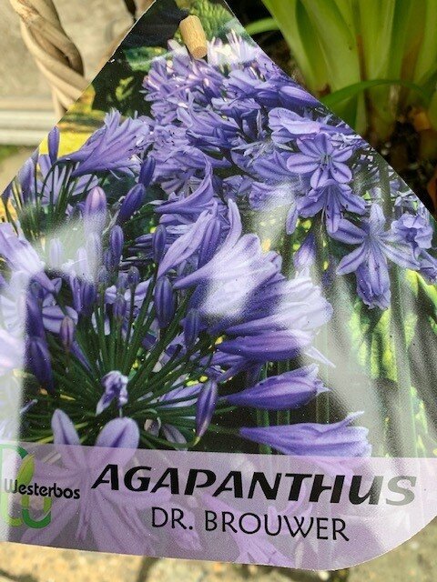 Agapanthus blauw
