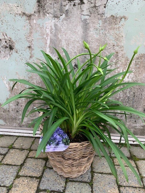 Agapanthus blauw