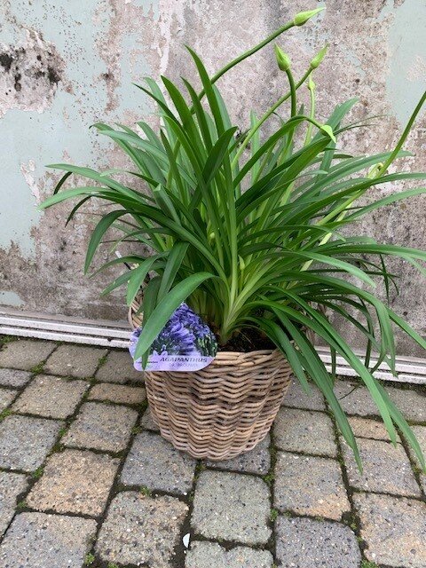 Agapanthus blauw