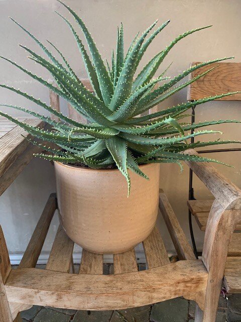 Aloe Arborescens