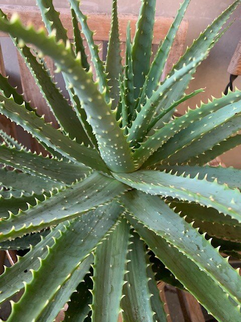 Aloe Arborescens