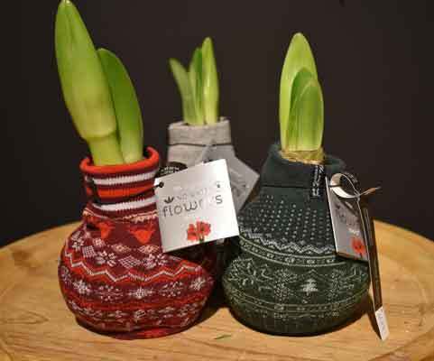 Amaryllis bol Kerstmis