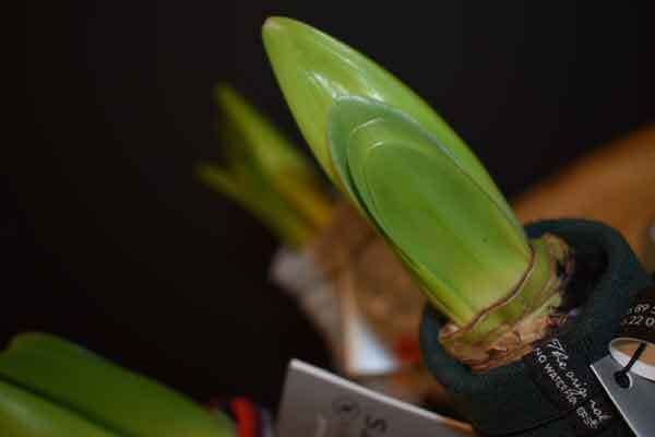 Amaryllis bol Kerstmis