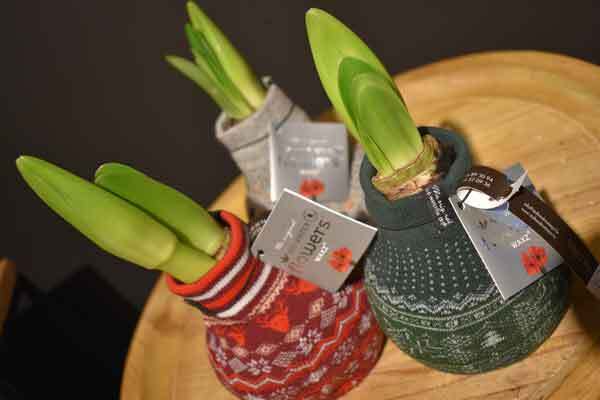 Amaryllis bol Kerstmis