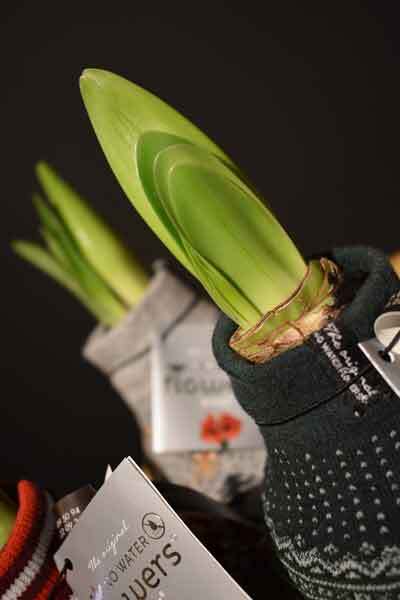 Amaryllis bol Kerstmis