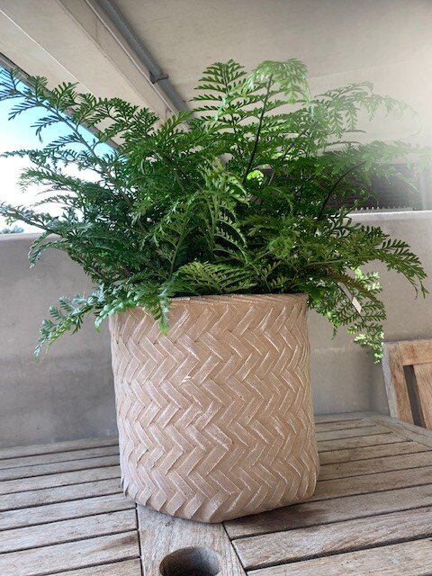 Asplenium Parvati (Moedervaren)