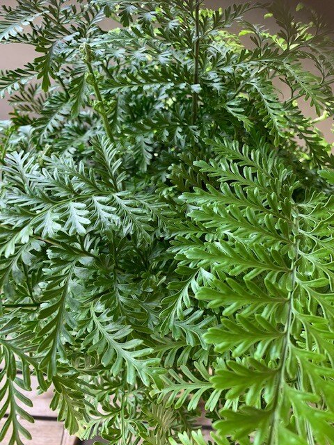 Asplenium Parvati (Moedervaren)
