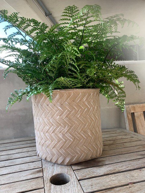 Asplenium Parvati (Moedervaren)