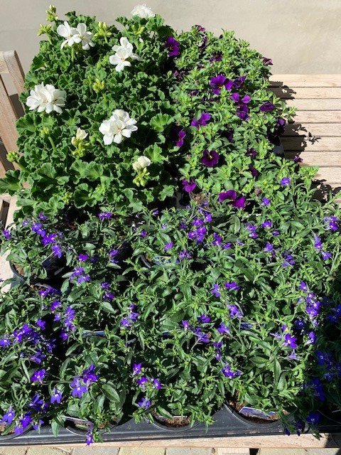 assortiment 1 jarige planten mix