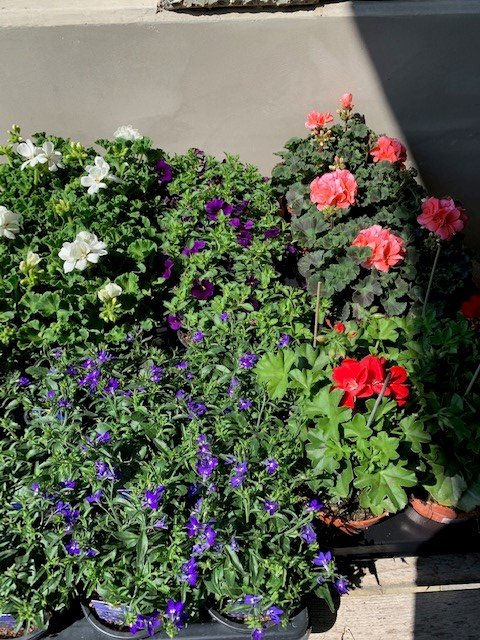 assortiment 1 jarige planten mix
