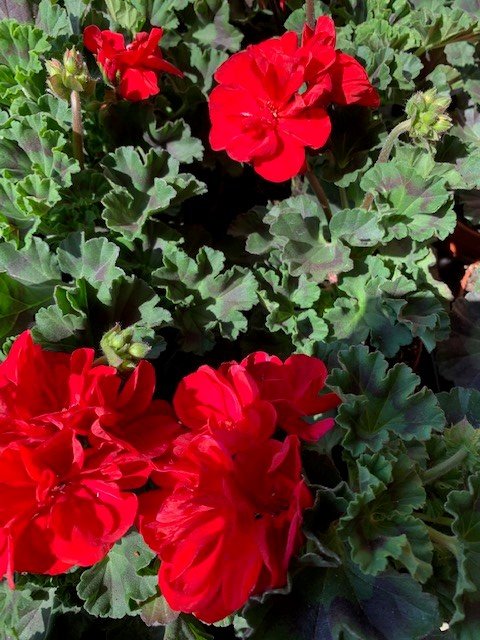 assortiment 1 jarige planten mix