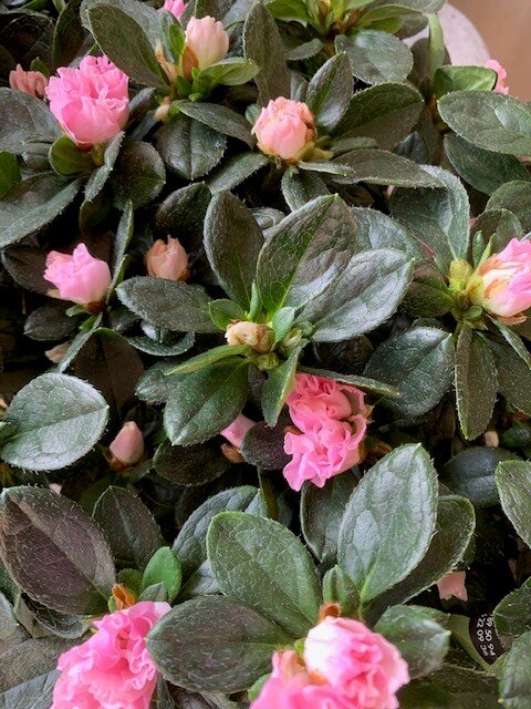Azalea