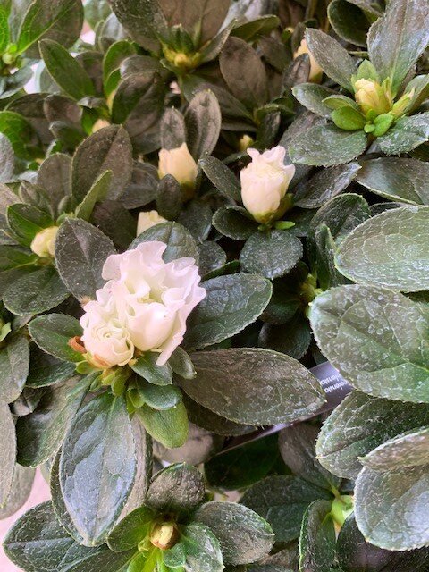 Azalea