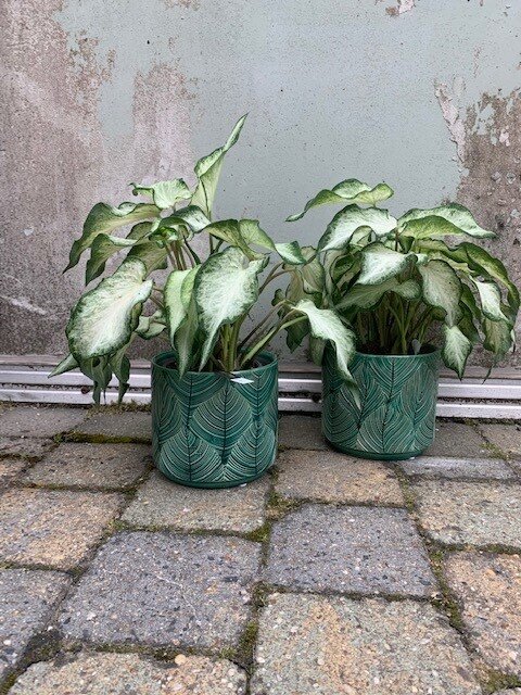 Caladium White Delight