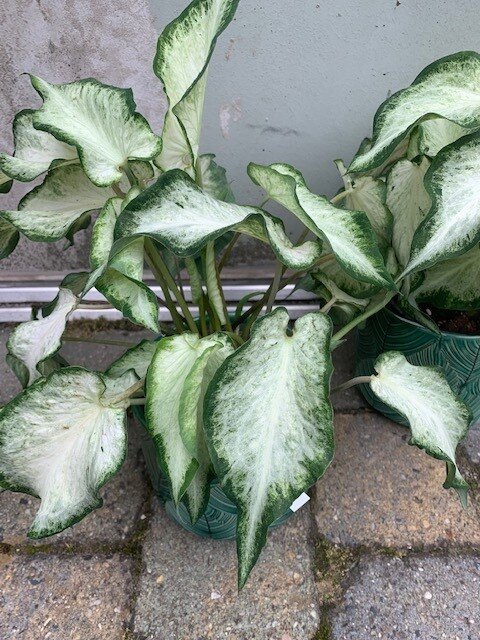 Caladium White Delight
