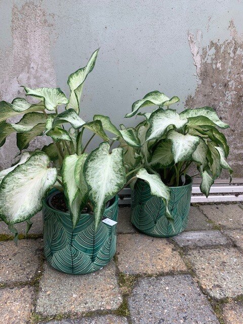 Caladium White Delight