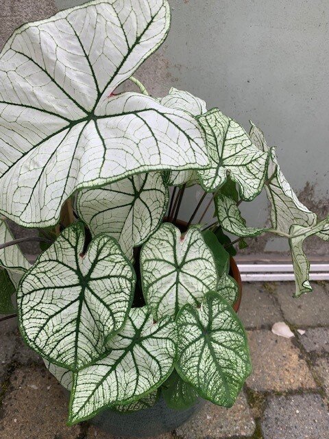Caladium White Delight