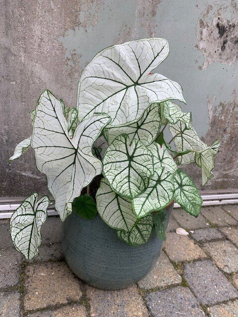 Caladium White Delight