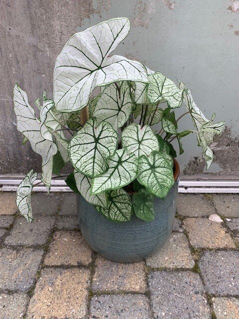 Caladium White Delight