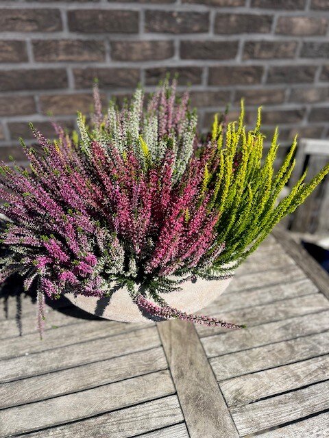 Calluna in betonnenschaal