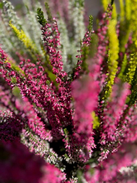Calluna in betonnenschaal