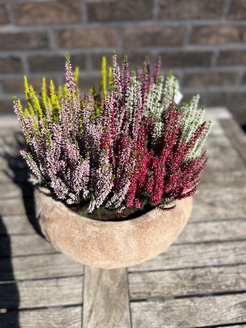 Calluna in terracottaschaal