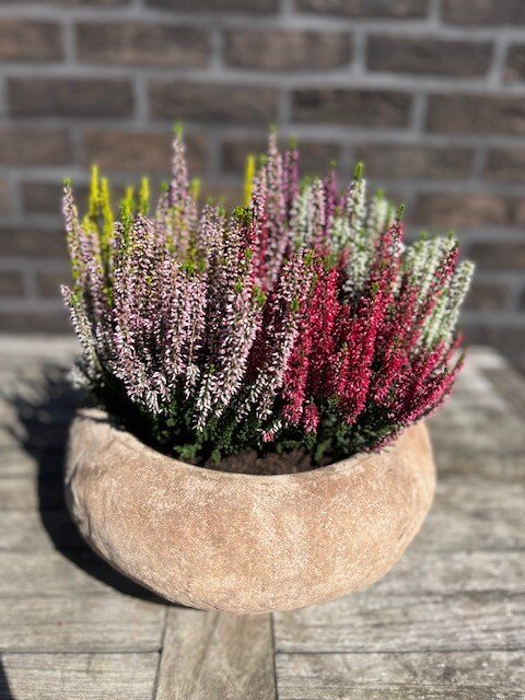 Calluna in terracottaschaal