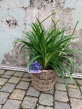 Agapanthus blauw