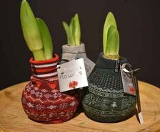 Amaryllis bol Kerstmis