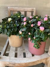 Azalea