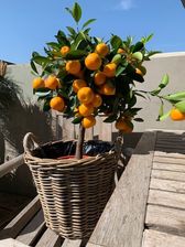 Citrus Kumquat