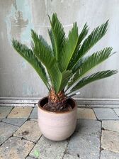 Cycas Revoluta