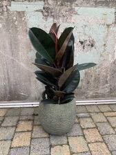 Ficus Elastica Abidjan