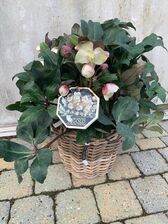 Helleborus Niger (Kerstroos)