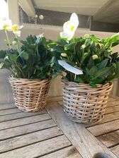 Helleborus Niger wit