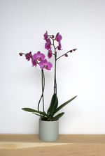 Orchidee - gekleurd - standaard