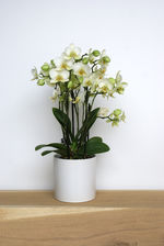 Orchidee/wit/meertakker