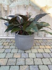 Philodendron Imperial Red