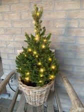 Picea Abies