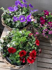 Rietenmand 1-jarige mix