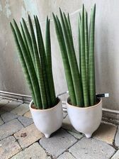 Sanseveria Straight