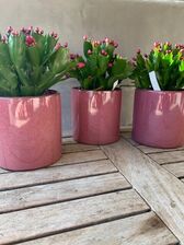 Schlumbergera & Kerstcactus