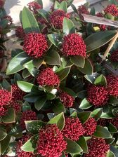 Skimmia Red Dwarf